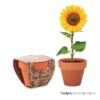 Piccolo vaso di terracotta Sunflower con semi di girasole