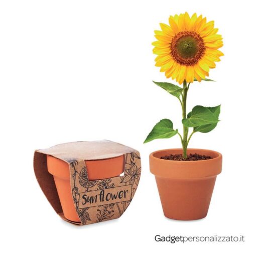 Piccolo vaso di terracotta Sunflower con semi di girasole